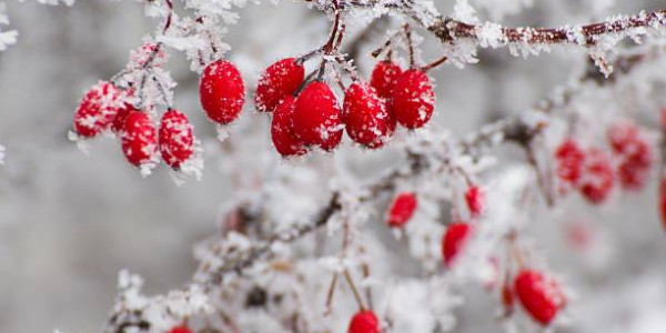 Gennaio, il mese dei buoni propositi. Perchè non riusciamo a mantenerli?