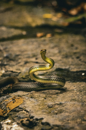 Il Serpente come simbolo nei sogni