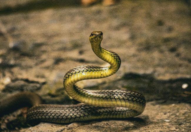 Il Serpente come simbolo nei sogni