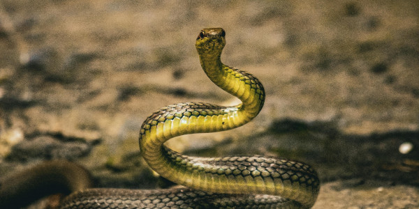 Il Serpente come simbolo nei sogni