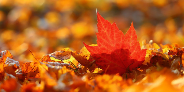 Non È Troppo Tardi: Liberarsi dalla Trappola del "Avrei Dovuto" Non È Troppo Tardi: Liberarsi dalla Trappola del "Avrei Dovuto"
